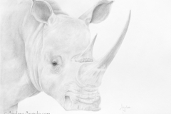 White Rhinocero #1