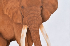Satao - African Elephant #2