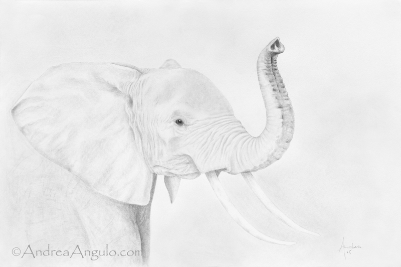 African Elephant #1
