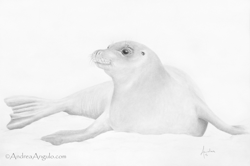 Hawaiian Monk Seal #1