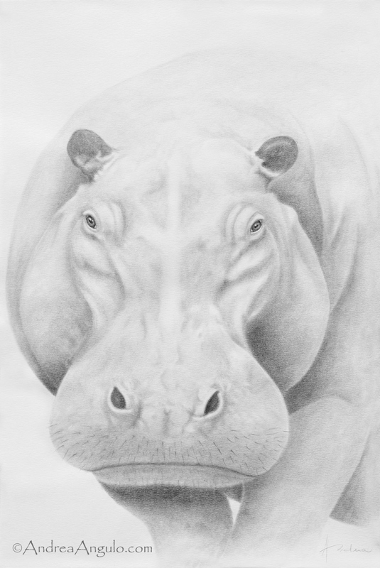Hippopotamus #1