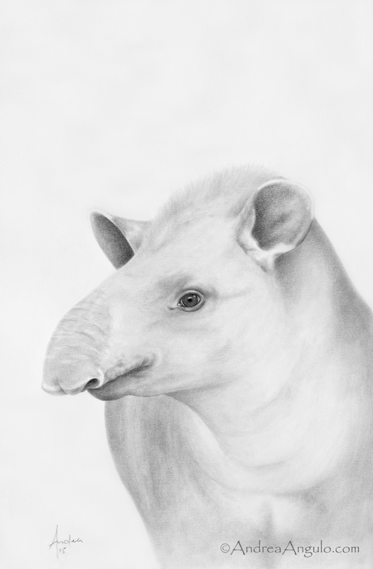 Lowland Tapir #1