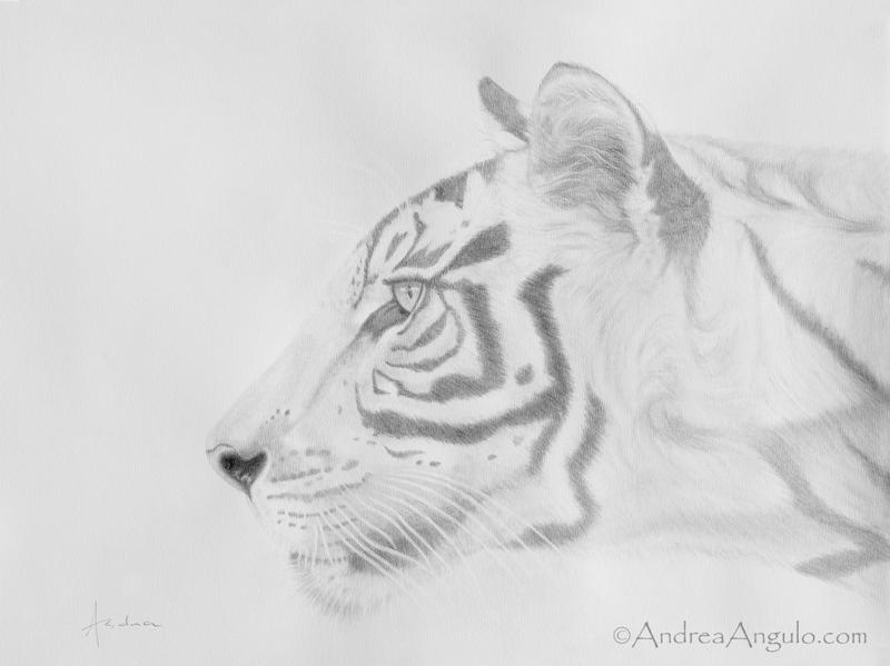 Sumatran Tiger #1